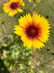 gaillardia