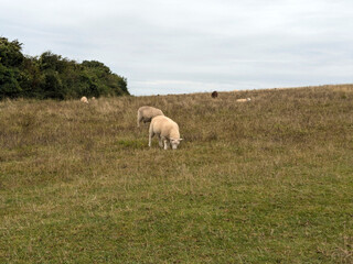 Fototapeta premium sheep in the field