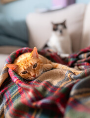 brown tabby cat with green eyes lying on a colorful blanket
