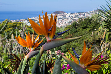 Beautiful orange flower in the summer garden. Close-up. Funchal. Madeira.Portugal.