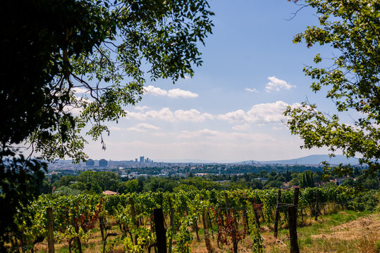 vineyard in Vienna region
