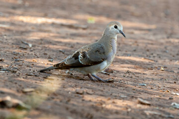 Obraz premium Tourterelle maillée,.Spilopelia senegalensis , Laughing Dove