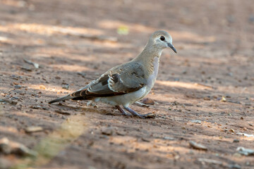 Tourterelle maillée,.Spilopelia senegalensis , Laughing Dove