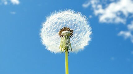 White Dandelion Against a Blue Sky