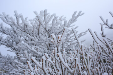 Obraz premium 樹氷