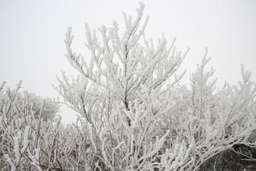 樹氷