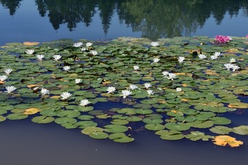 Ninfea Bianca (Nymphaea alba) Lago Sirino
