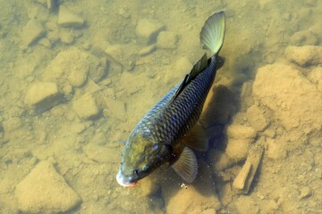 Carpa Regina (lago Sirino - Nemoli - Pz)