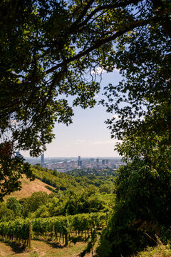 vineyard in Vienna region
