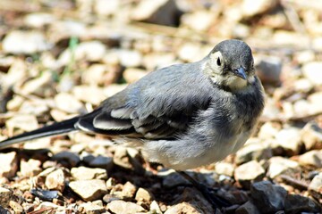 Ballerina Montana (Motacilla Clara) - Lago Sirino