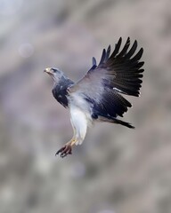 seagull in flight