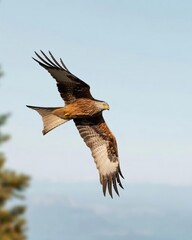 red tailed hawk