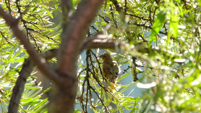 A pretty female Linnet, Linaria cannabina, sitting on Bush