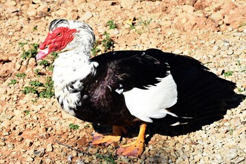 Anatra Muta o Anatra Muschiata (Cairina Moschata) - Lago Sirino