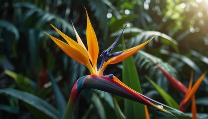 Vibrant Bird of Paradise Flower