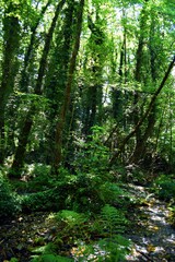 Sorgenti del Lago Sirino (Nemoli - Pz)