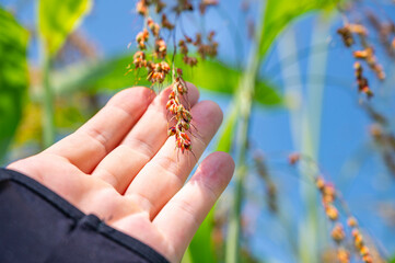 手に取ったキビの穂