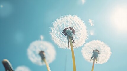 Dandelion Seeds Floating in the Breeze