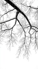 Obraz premium Tranquil Winter Scene: Snow-Covered Tree Branches Against Bright White Sky