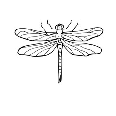 Summer flying Dragonfly vector isolated illustration on white background. Damselfly line ink sketch in black. Top view. Monochrome insect for invitation design, tattoo, coloring book