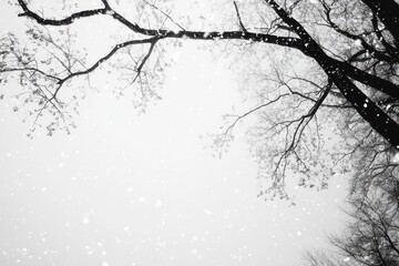Fototapeta premium Tranquil Winter Scene with Falling Snow and Pale Sky Negative Space