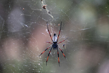 Golden Silk Orb-Weaver Trichonephila Nephila inaurata