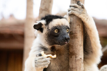 Verreaux's sifaka Madagascar. White sifaka with dark head.