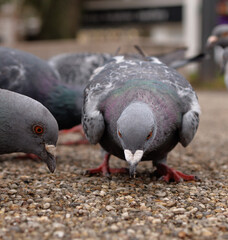Fototapeta premium pigeon in the city