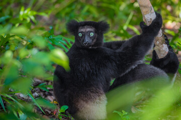 Lemur Indri indri, babakoto largest lemur from Madagascar