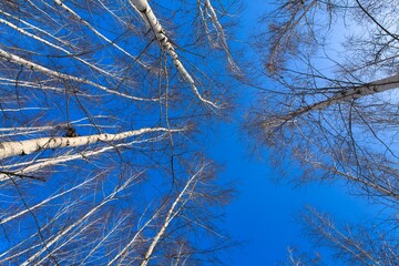 Beautiful landscape park. White tree on blye sky. Tourism, hobby.