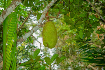 Bunch of big green jack fruits growing on a tree