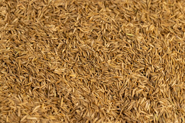 mixed seeds of perennial and annual grass for lawn