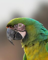 blue and yellow macaw