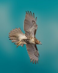 eagle in flight