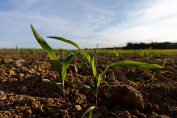 a field with a corn harvest in the evening