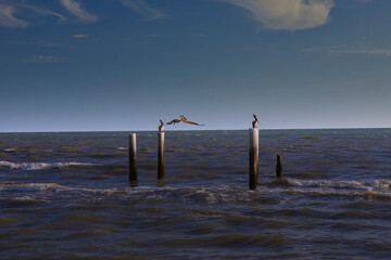 Pelicans resting on piling of pier remains on Florida beach with beautiful sunset sky in background