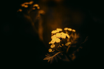On a beautiful autumn day, yellow tansy flowers bloom amidst the dark grasses of the field. The vegetation in the autumn season is breathtaking.