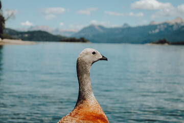 Pato de la Patagonia Argentina, mejor conocido como Cauquen, descansando a las orillas de la Bahia...