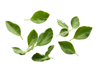 Fototapeta premium Arugula_leaves_falling_mid-air,_isolated_on_a_white_background,_showing_full_detail_and_depth.
