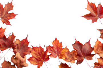 PNG  Maple backgrounds plant leaf.