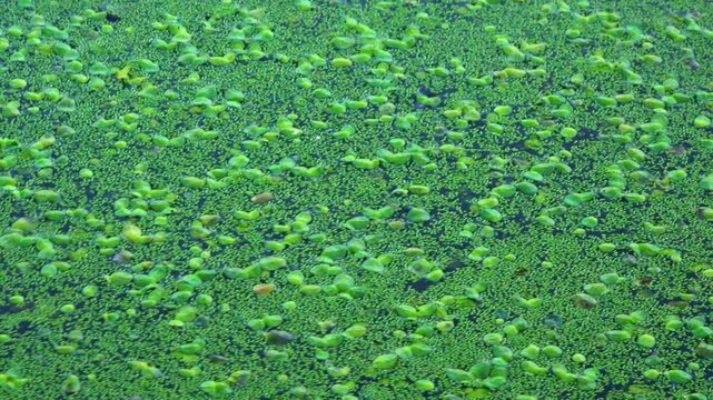Aquatic plants rootless duckweed Wolffia arrhiza and duckweed Lemna turionifera, smallest flowering plants living on the surface of water, Ukraine