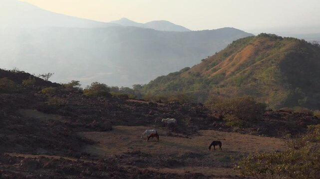 Four horses grazing on a hill range at sunset in tropical Nicaragua