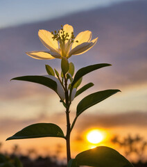 flower in the sunset