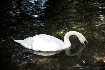 swan on the lake
