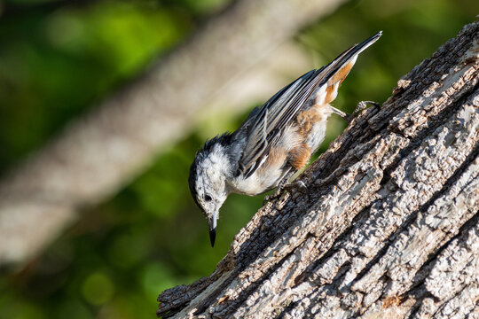Bird on a tree trunk