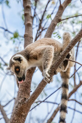 ring-tailed lemur, Lemur catta at Madagascar