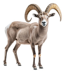 Obraz premium PNG Majestic bighorn sheep standing on a riverbank