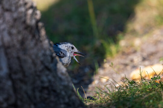Bird on a tree trunk
