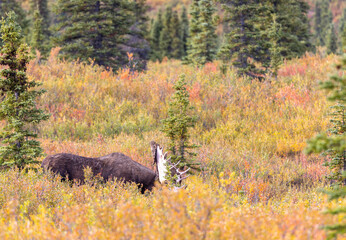 Alaska Yukon Bull Moose in Autumn in Denali National Park Alaska