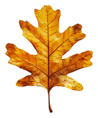 Obraz premium PNG Golden oak leaf on a white background in autumn